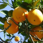 Spanien_2